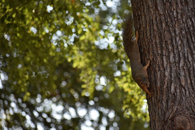 的竞技水平 的竞技水平